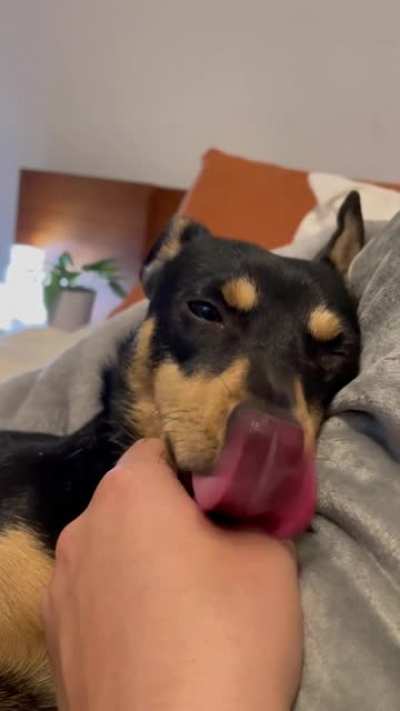 Does anyone else&rsquo;s dog&rsquo;s lick feature malfunction when sleepy?