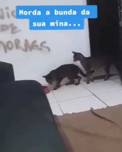 Viu morda