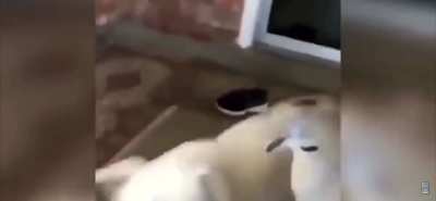 Chomp