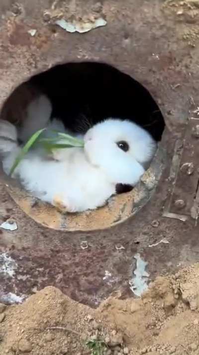 eeh .. what’s up doc?