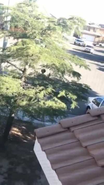 Kid takes down female cop and steals her gun
