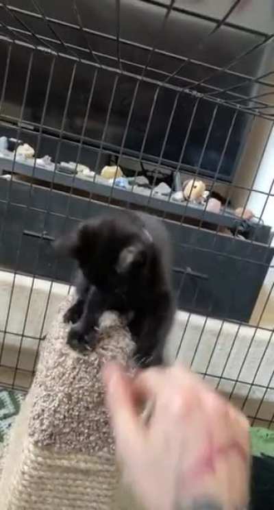 Kitty claws!!