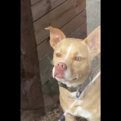 Sad boi