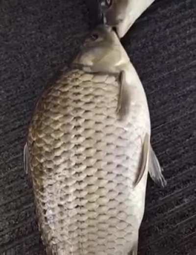 Beije o peixe