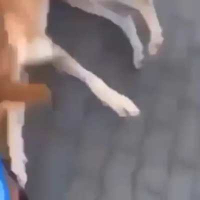 meu primeiro meme