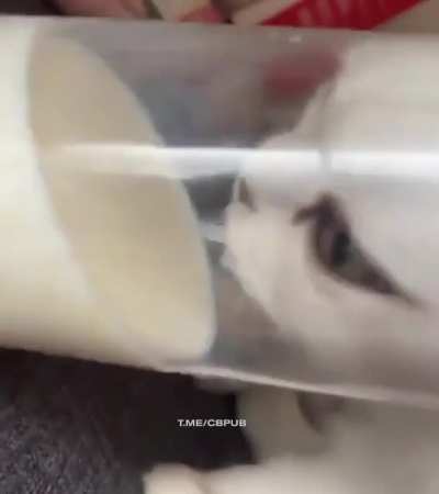 Cat 🐈