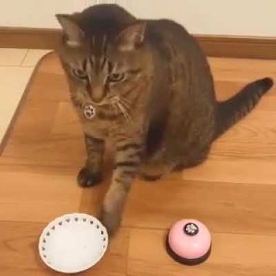 "Give me a treat already!"
