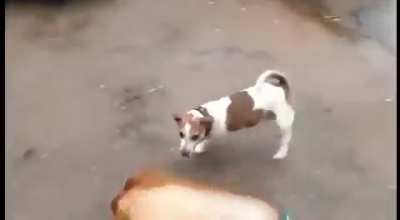 What the dog doin