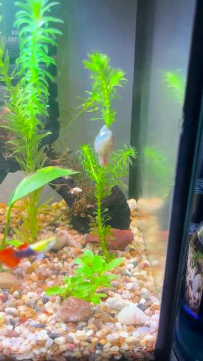 hovering pond snail