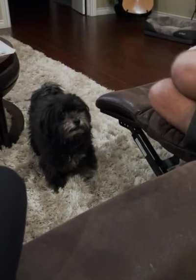 Banjo was NOT happy about daylight savings pushing dinner back an hour&hellip;