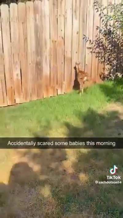 Not The Graceful Creatures I Thought They Would Be