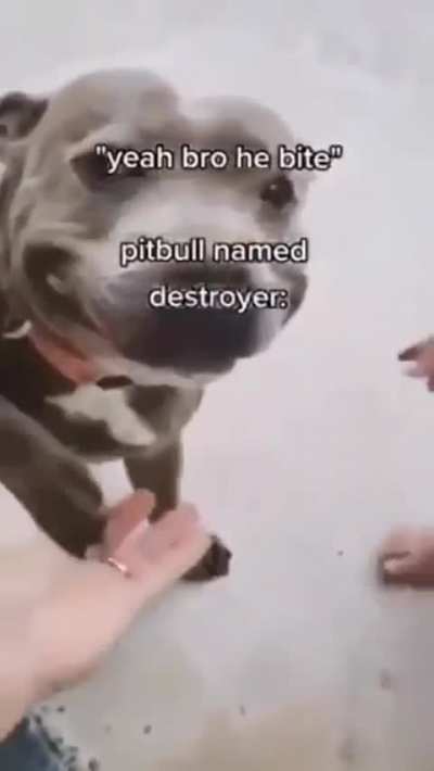 Ye he bites