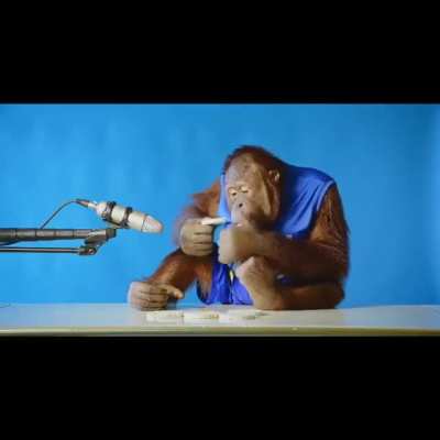 ASMR de macaco 🥰🥰🥰