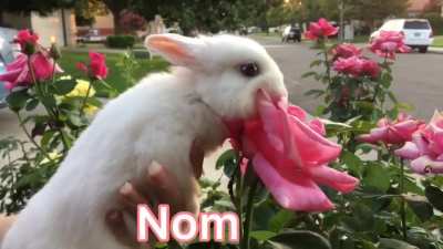 Lost my Rose in Nom...