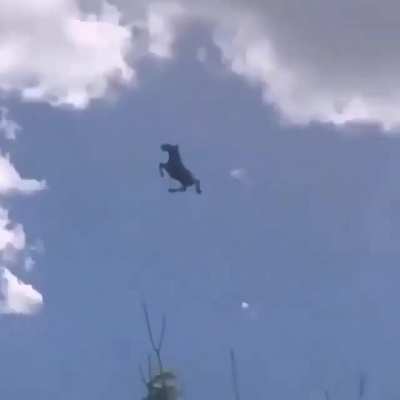 Fly horse
