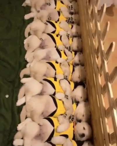 They all woke up from their nap at once