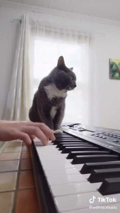 Cats 2..The long awaited for musical