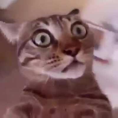 High on catnip