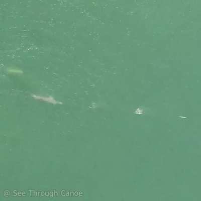 🔥 Really fast food. A Needlefish evading a Dolphin