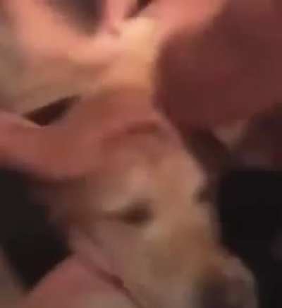 Not a dog person, but I’ll make an exception