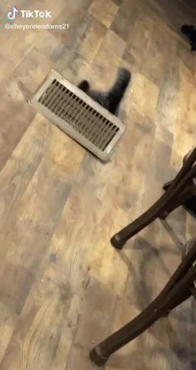 Cat sus