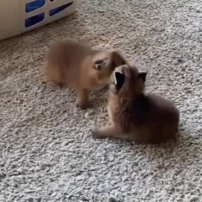 MAAU - Video #2800