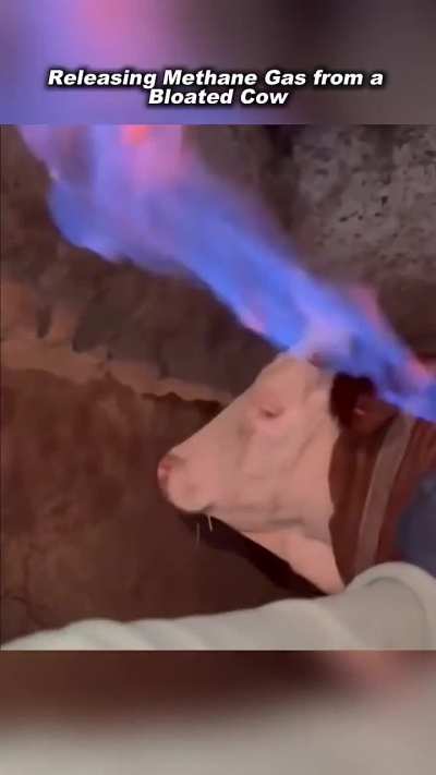 Releasing Methane from a Bloated Cow