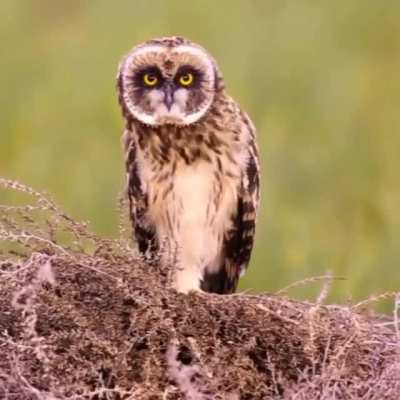 Short eared Owl in the wild