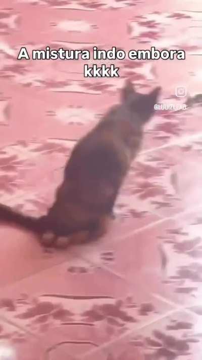 O gato com freio de m&atilde;o puxado