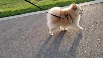 Ever see a floof walking in slow-motion?