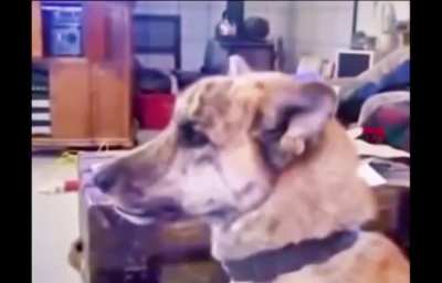 dog