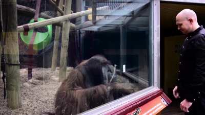 magic monkey