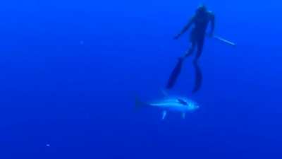 Just a tuna