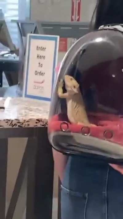 Bora levar o calango pra passear