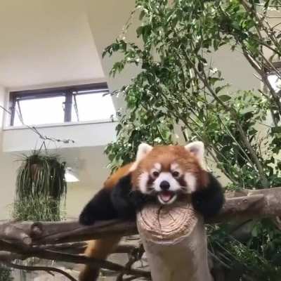 Red panda is a carnivoran native to the eastern Himalayas &amp;amp; southwestern China. Listed as Endangered on the IUCN Red List because the wild population is estimated at fewer than 10,000 mature individuals and continue to decline due to habitat loss &amp;amp
