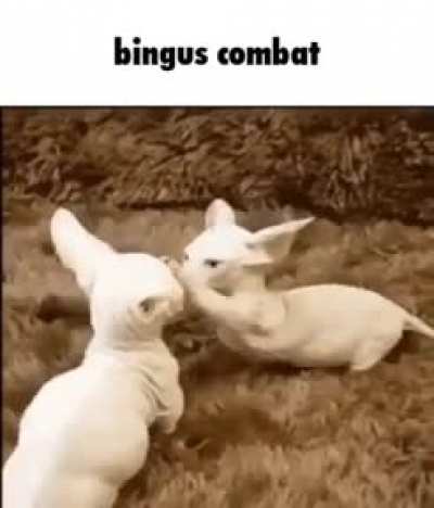 Battle of the BINGUS