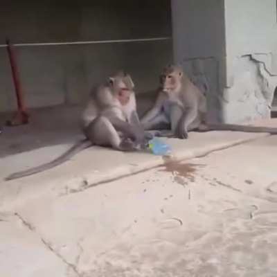 O macaco mais FILHO DA PUTA que voc&ecirc; vai ver hoje