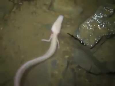 Olm Salamander (EU) is blind &amp;amp; lives for 100 years