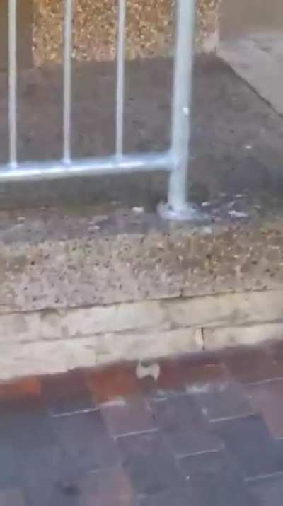 These spikes can't keep me away human