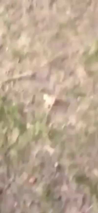 Man captures local dog attack caused by a POS owner on film