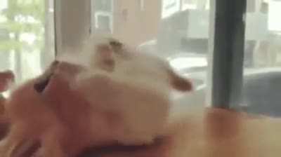 Pet the k&iuml;tt.