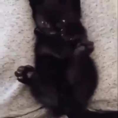 Котик понял что у него две лапки.. 🐾
