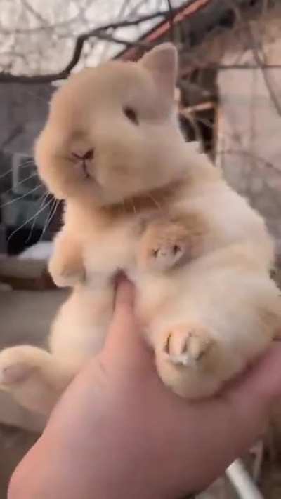 A baby bunny around the world in 10 seconds