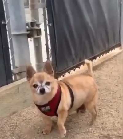 Sweet chihuahua