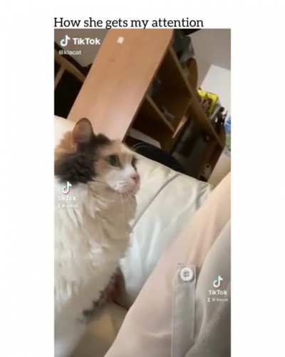Wiskers the battering ram