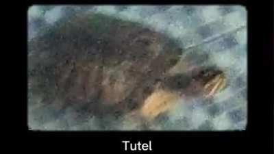 Tutel :D