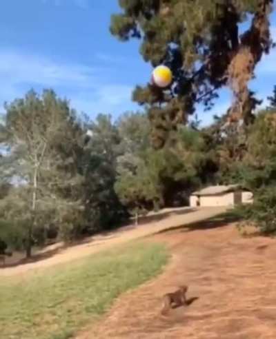Dog loves ball!