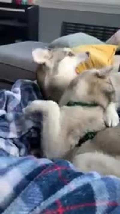 My friends' mini huskies (Klee Kai) all day every day