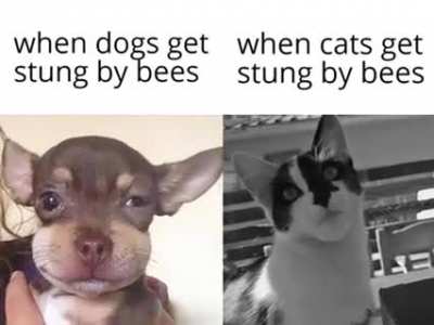 Gigachad cat