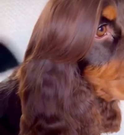 At the groomer: &ldquo;Yo, give this good boi that JLo circa 2002 look&hellip;&rdquo;